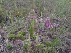 Corethrodendron fruticosum