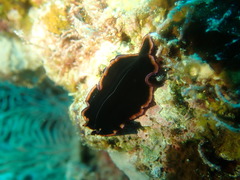 Pseudobiceros gloriosus