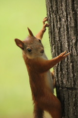 Sciurus vulgaris