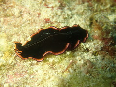 Pseudobiceros gloriosus