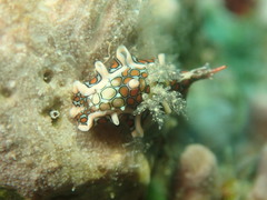 Sagaminopteron psychedelicum