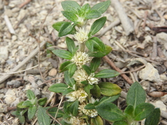 Alternanthera paronychioides
