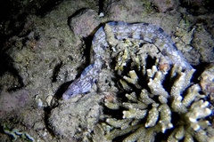 Gymnothorax enigmaticus