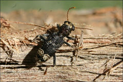 Stigmatium quadricostatum