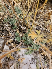 Sphaeralcea grossulariifolia