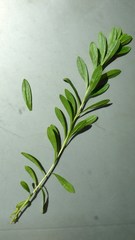 Sericocarpus rigidus