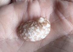 Stomatella impertusa