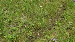 Sericocarpus rigidus