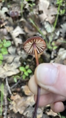 Marasmius plicatulus