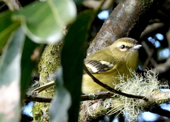 Vireo carmioli