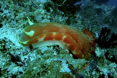 Hexabranchus