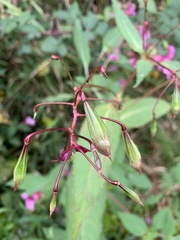 Impatiens glandulifera