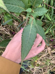 Impatiens glandulifera