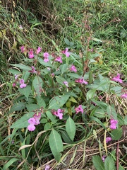 Impatiens glandulifera