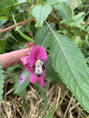 Impatiens glandulifera