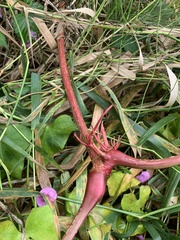 Impatiens glandulifera