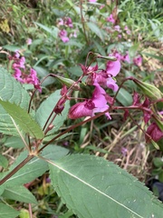 Impatiens glandulifera