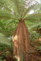Dicksonia fibrosa