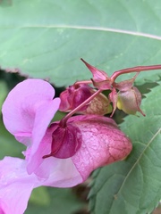 Impatiens glandulifera