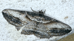 Syneora euboliaria