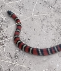 Lampropeltis ruthveni