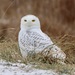 Snowy Owl - Photo (c) Stephen Taylor, some rights reserved (CC BY-NC), uploaded by Stephen Taylor