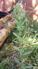 Sericocarpus rigidus