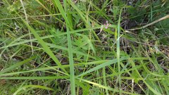 Sericocarpus rigidus