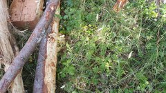 Sericocarpus rigidus