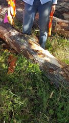 Sericocarpus rigidus