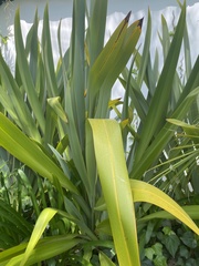 Trimezia coerulea