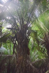Attalea cohune