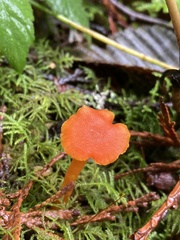 Hygrocybe constans