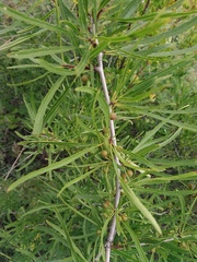 Rhamnus erythroxylum