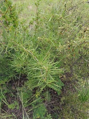 Rhamnus erythroxylum