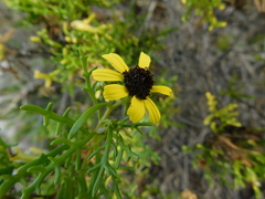 Encelia ventorum