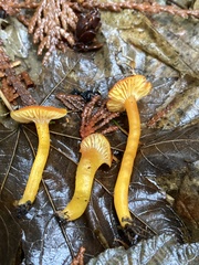 Hygrocybe constans