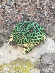 Ceratophrys ornata