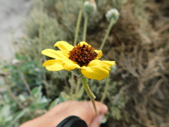Encelia palmeri