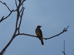 Tyrannus melancholicus