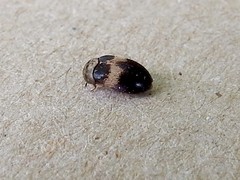 Attagenus fasciatus