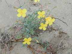 Eulobus crassifolius