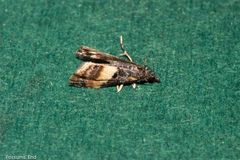 Eudonia chlamydota