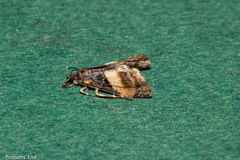 Eudonia chlamydota