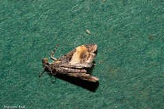 Eudonia chlamydota