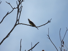 Tyrannus melancholicus