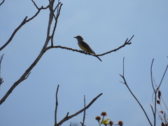 Tyrannus melancholicus