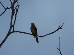 Tyrannus melancholicus