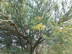 Prosopis palmeri