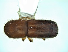 Xyleborus ferrugineus